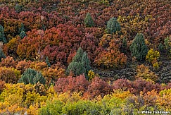 Autumn Splender Hillsides 00721 0567