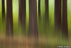 Impressionistic Forest Trees 080913 2