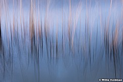Abstract Grasses 111718 8339 3
