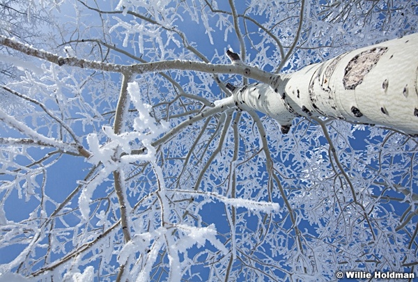 Aspen Tree Winter 121912 624