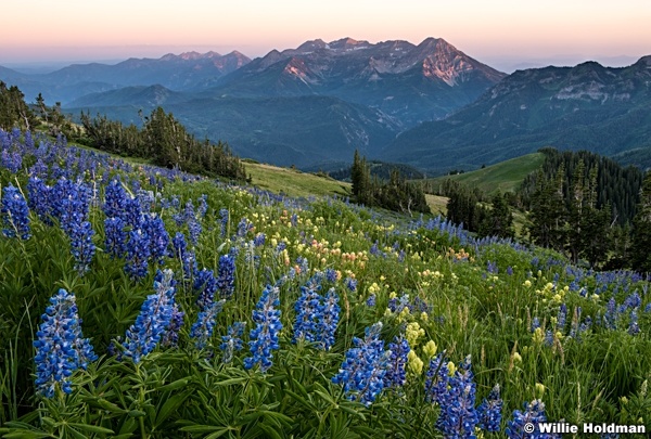American Fork Canyon Wildflowers 071516 7575 1