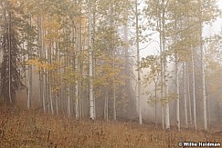 Aspen yellow fog 092612 83