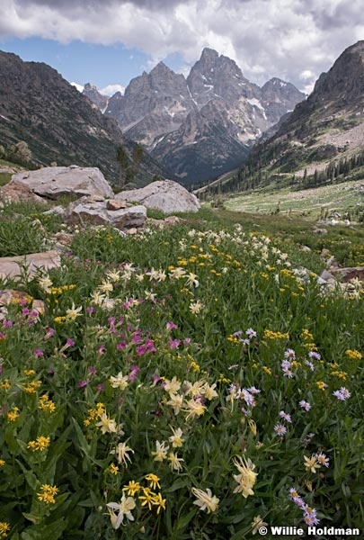 Cascade Canyon Wildflowers 081119 2129
