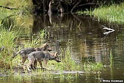 Wolf Family Alaska 081616 1596
