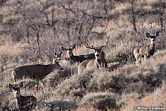 Mule Deer Buck 120917 3774