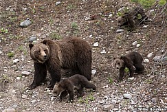 Grizzley Bear Cubs 061520 5032 2