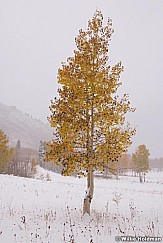 Lone Aspen Tree 101118 0383 2