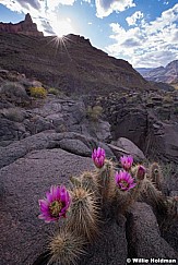 Grand Canyon Cactus Wildflowers 042019 5055