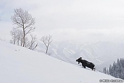 Moose Walking Snow 123015 2