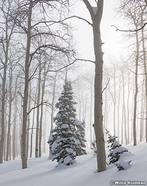 Misty Aspen Winter Trees 010117 6x7vert