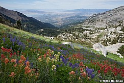Alpine Wildflowers 072312 9744