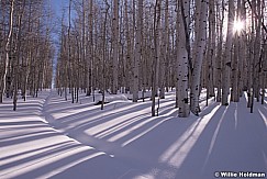 Aspen Winter Path 011614 2