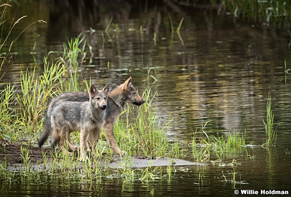 Wolf Family Alaska 081616 1603