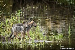 Wolf Family Alaska 081616 1603
