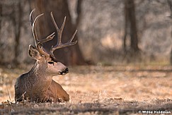 Mule Deer Buck 120917 4018