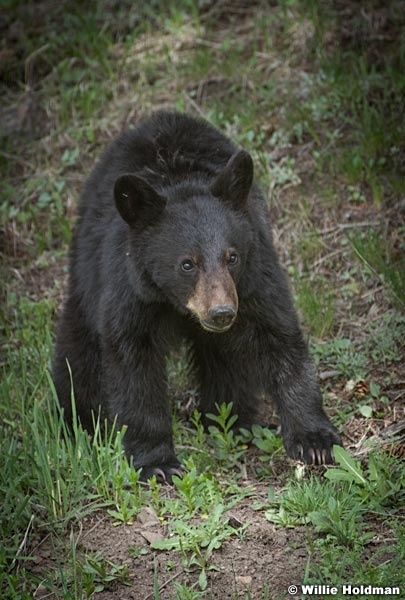 Black Bear Cub 050817 4734
