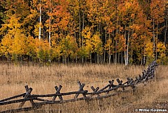 Fence Aspens Autumn 100115 3