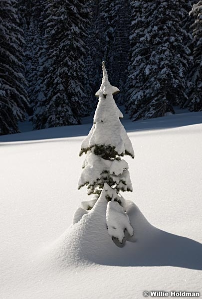 Lone Pine Winter Snow 011417 1199