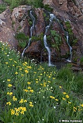 Flowing Waterfall Wildflowers 082419 4323 3 2