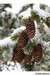 Pine cones022107 15193