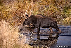 Moose Scruboak 100813 0482