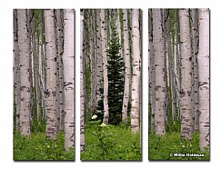 3 lone pine aspens Series