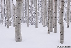 Aspen Grove Snow Storm031319 0050