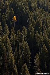 Lone Aspen Forest vert00812 2