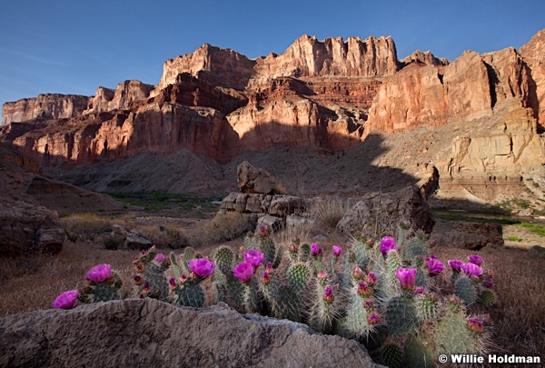 Cactus Bloom Grand Canyon 041912 262