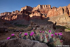 Cactus Bloom Grand Canyon 041912 262