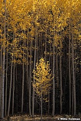 Yellow Aspen Tree 100520 4544 3