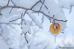 Frozen Leaf Winter Snow 102322 4589