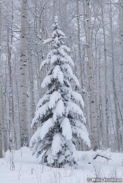 Snow Covered Pine Aspens 101021 8596 2