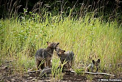 Wolf Family Alaska 081616 1650