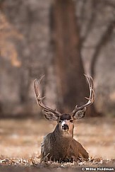 Mule Deer Buck 120917 4032