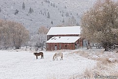 Horses Snow 110915 2144