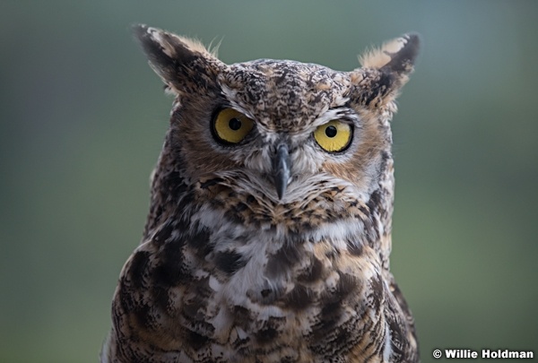 Great Horned Owl 083121 2439