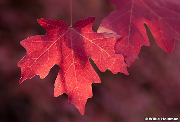 Maple Autumn Leaf 092212 47