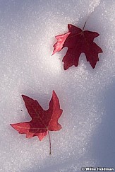 Red Maple Leaves Snow 101218 0590 3