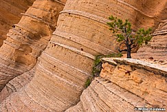 Vermillion Cliffs Tree 052116 5818