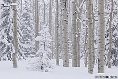 Aspen Grove Snow Storm 031319 9926