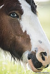 Horse Eye Portrait 050916 3468