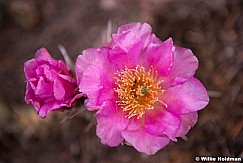 Pink Cactus Flower 052415 2140