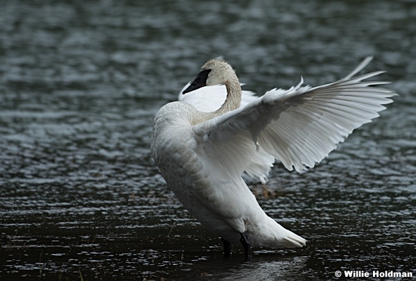 Full Breasted Swan 050617 1739