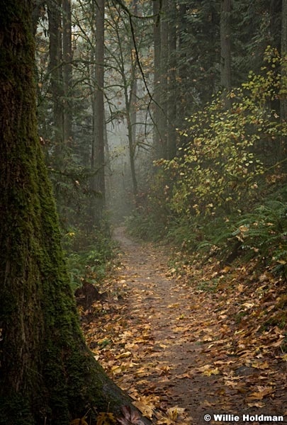 Misty Path Oregon 102616 7248