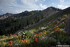 Mountain Wildflowers Wasatch 071213 5367