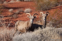 Bighorn Sheep Nevada 011113 441