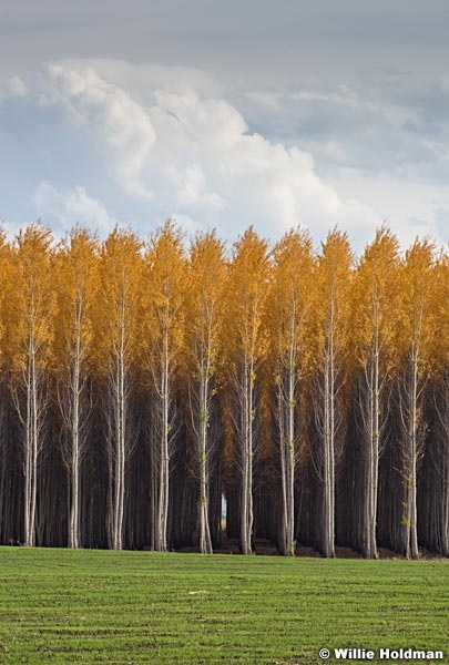 Rows of Trees Autumn 102516 7027