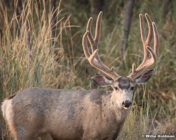Mule Deer Buck 082018 6474 2