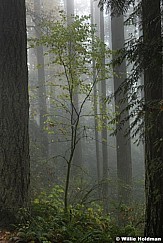 Trees In Fog 102616 7275